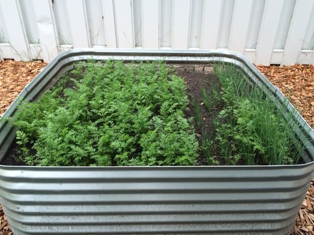 Garden Bed with Multiple Vegetable Plants